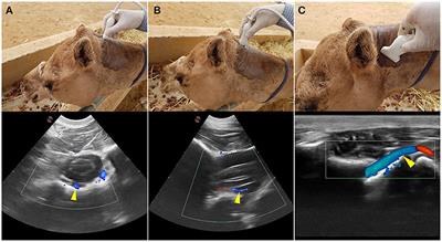 Vertebrobasilar Contribution to Cerebral Arterial System of Dromedary Camels (Camelus dromedarius)